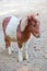 A shetland pony is standing on the sand