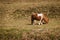 Shetland pony, U.K. Domestic horse in green pastures