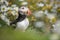 Shetland puffin in sea mayweed flowers