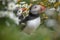 Shetland Puffins in sea mayweed flowers