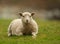 Shetland sheep lamb