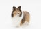 Shetland Sheepdog