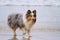 Shetland Sheepdog