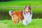 Shetland sheepdog