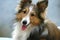 Shetland Sheepdog