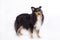 Shetland Sheepdog