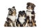 Shetland Sheepdog and Australian Shepherd, dogs in a row, white