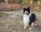 Shetland Sheepdog Autumn Fall Look