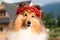 shetland sheepdog with background of traditional polish Zakopane region wooden house