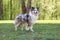 Shetland sheepdog blue merle sheltie standing in grass and looking forward