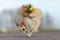 Shetland sheepdog catches a little ball