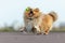 Shetland sheepdog catches a little ball