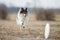 Shetland sheepdog catching disc