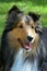 Shetland Sheepdog Close Up