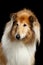 Shetland Sheepdog Dog on Black Background