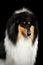 Shetland Sheepdog Dog on Black Background