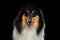 Shetland Sheepdog Dog on Black Background