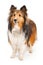 Shetland Sheepdog Dog Isolated on White