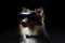 Shetland Sheepdog Dog In Suit And Virtual Reality On Black Background