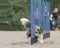 Shetland Sheepdog doing the slalom agility course