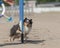 Shetland Sheepdog doing slalom on a dog agility course