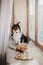 Shetland sheepdog enjoying a delightful breakfast spread on a wooden plate, complete with coffee, tea, and delicious