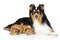 Shetland sheepdog family