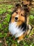 Shetland sheepdog female dark sable