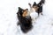 shetland sheepdog funny winter portrait
