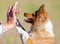 Shetland sheepdog gives five to human hand