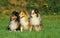 Shetland Sheepdog, Group of Adults sitting on Grass