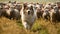 A Shetland sheepdog is guarding sheep on a farm