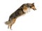 Shetland Sheepdog jumping