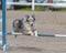 Shetland Sheepdog jumping over an agility hurdle