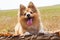 Shetland sheepdog lies on a branch