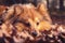 Shetland Sheepdog lies in brown foliage