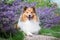 shetland sheepdog, little sheltie lies outside on summer time in blooming lavender field