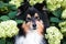 shetland sheepdog, little sheltie outside on summer time in blooming green lime colored hydrangea