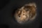 Shetland sheepdog looking up on a black background