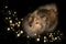 Shetland sheepdog looking up on a black background with star shaped lights