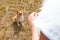 Shetland sheepdog looks to human hands