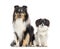 Shetland Sheepdog and papillon