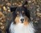 Shetland Sheepdog Portrait Fall Autumn Leaves Face