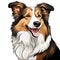 Shetland Sheepdog portrait over white background