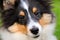 Shetland sheepdog puppy close-up