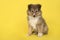 Shetland sheepdog puppy sitting on a yellow background looking at the camera