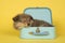 Shetland sheepdog puppy sleeping in a blue suitcase on a yellow background