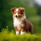 Shetland Sheepdog puppy standing on the green meadow in summer green field. Portrait of a cute Shetland Sheepdog pup standing on