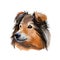 Shetland sheepdog purebred domesticated animal digital art. Canine watercolor portrait closeup, mammal with long fur, long-haired