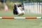 shetland sheepdog running agility